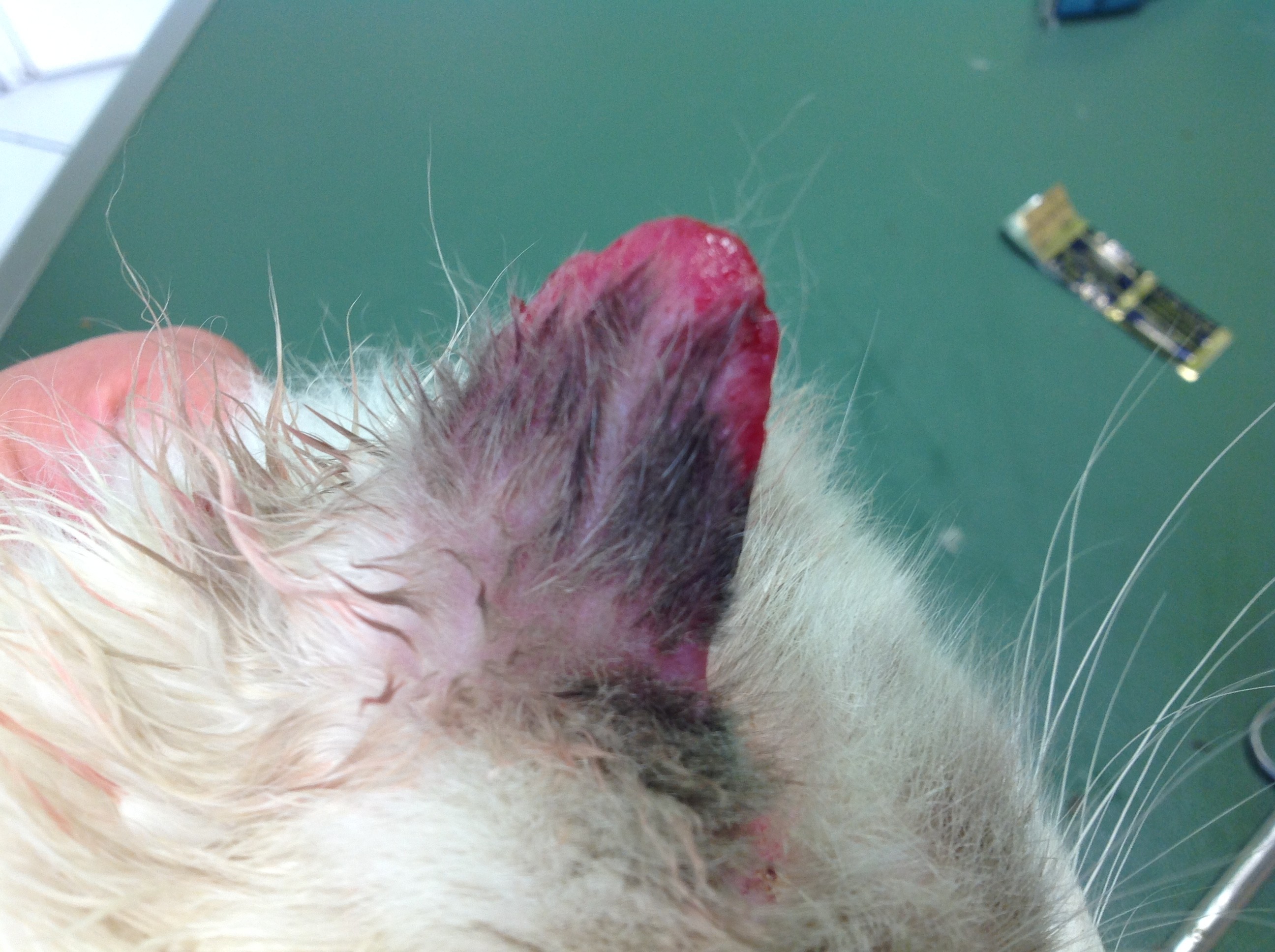 Cas d'allergie cutanée chez un chat | Clinique Vétérinaire Telo'Vet